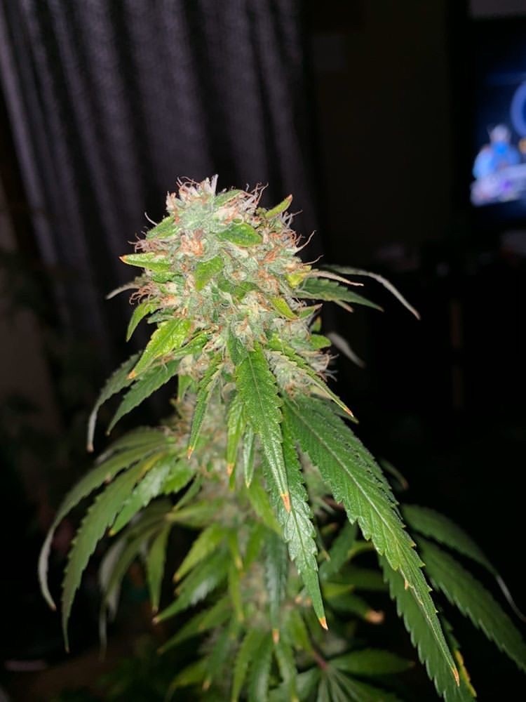 Gorilla Glue #4 - Discount Cannabis Seeds