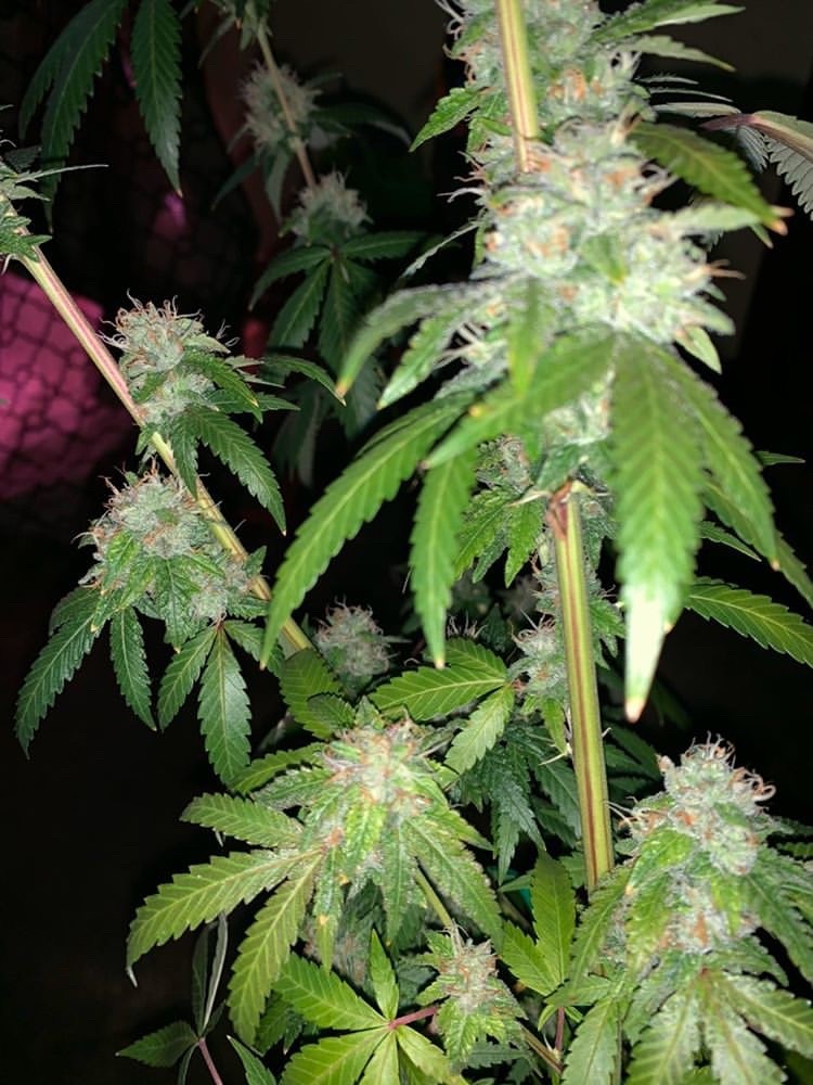 Gorilla Glue #4 - Discount Cannabis Seeds