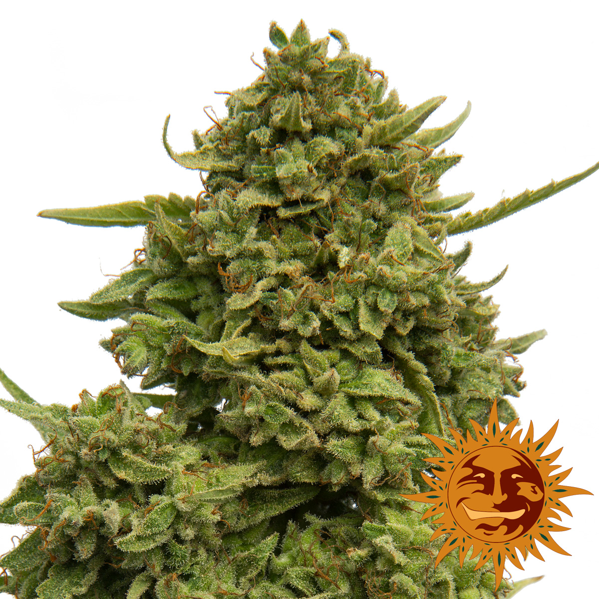 Pineapple Chunk Feminised Cannabis Seeds | Barney's Farm