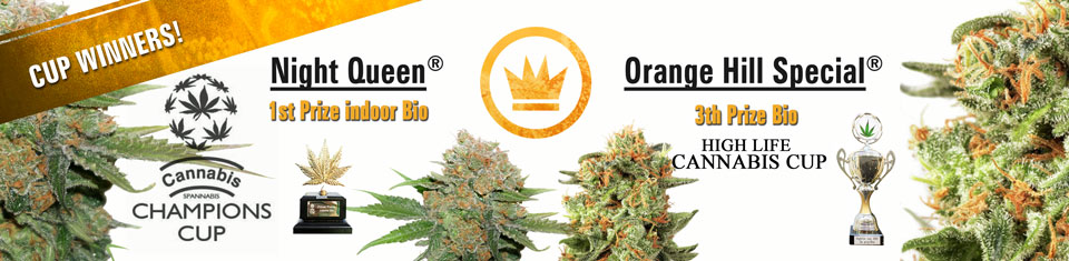 Orange Hill Special | Dutch Passion | Discount Cannabis Seeds
