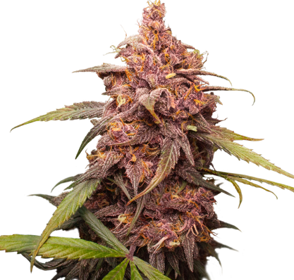 Purple Punch - Discount Cannabis Seeds