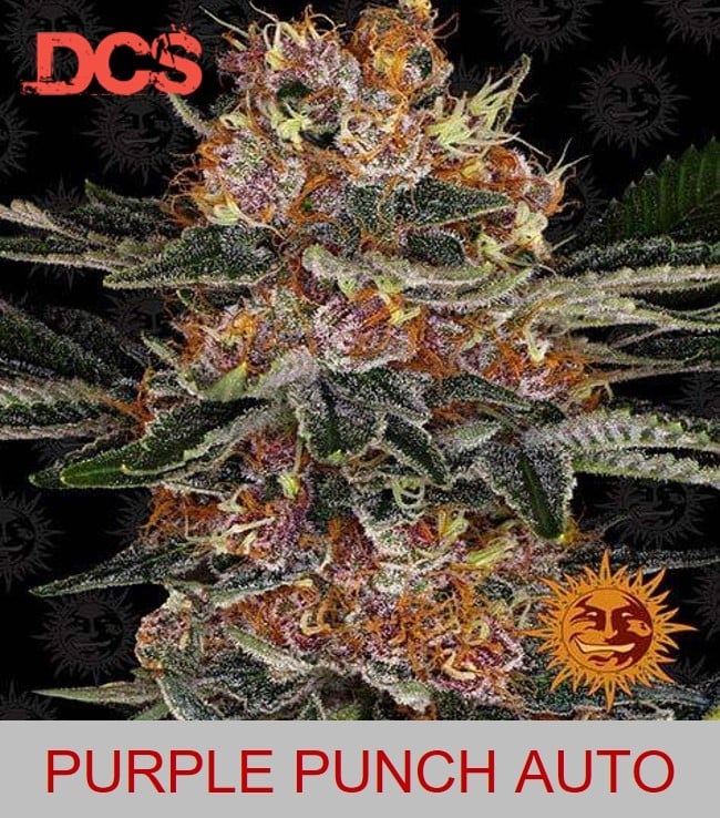 Barney's Farm Purple Punch Auto - Discount Cannabis Seeds