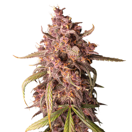 Purple Punch Auto - Discount Cannabis Seeds