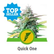 Quick One - Royal Queen Seeds - Discount Cannabis Seeds
