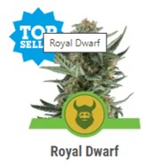Royal Dwarf - Royal Queen Seeds - Discount Cannabis Seeds