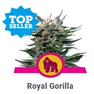 Royal Gorilla - Royal Queen Seeds - Discount Cannabis Seeds