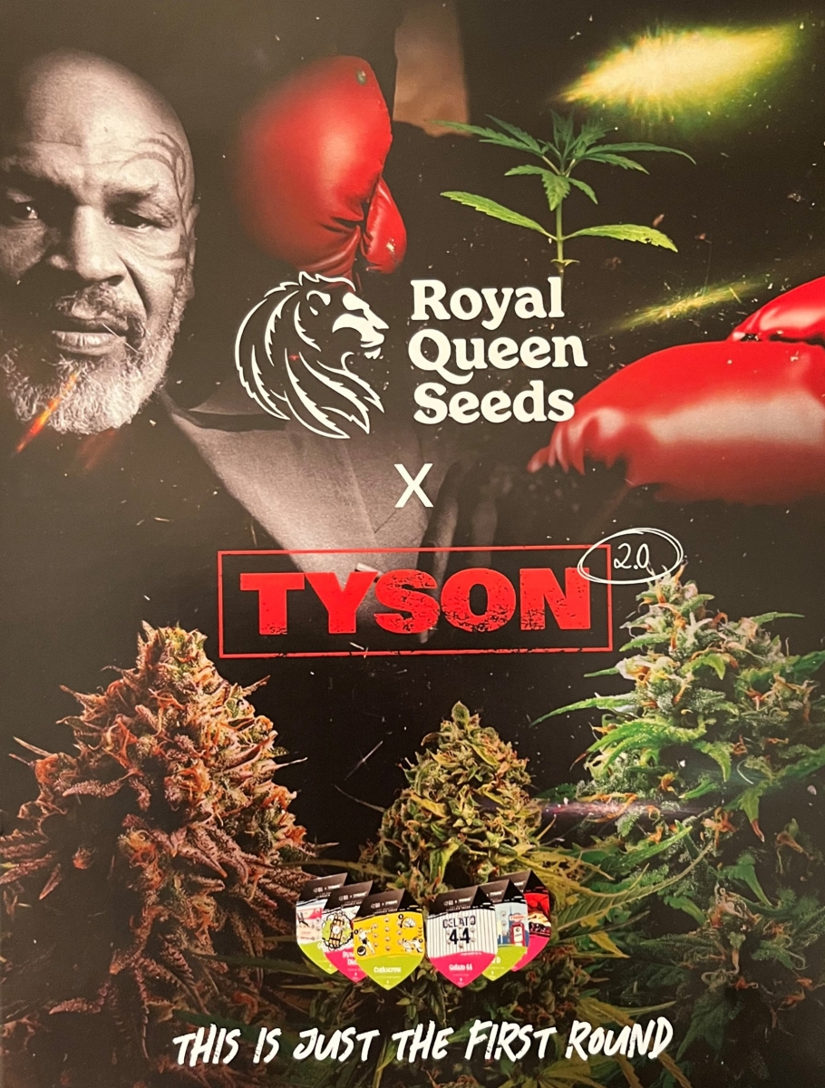 Mike Tyson 2.0 Cannabis Seeds