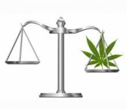 Cannabis Seeds - Legalise or Criminalise? Discount Cannabis Seeds.