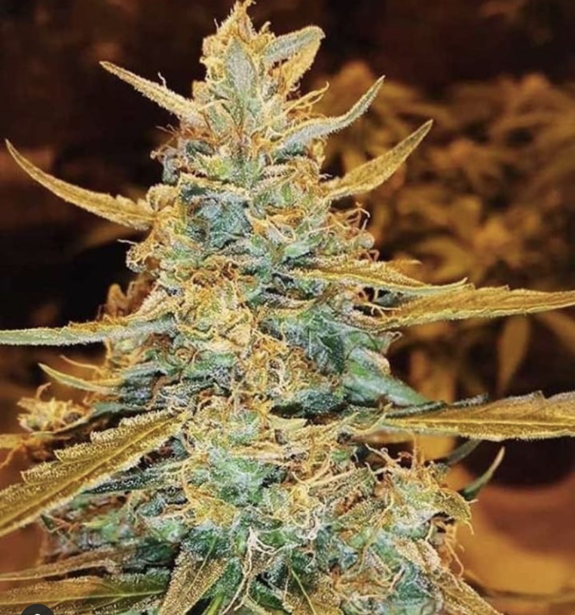 Seed Stockers Amnesia Auto - Discount Cannabis Seeds