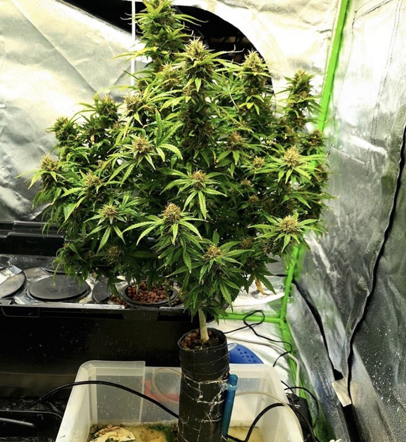Seed Stockers Amnesia Auto - Discount Cannabis Seeds