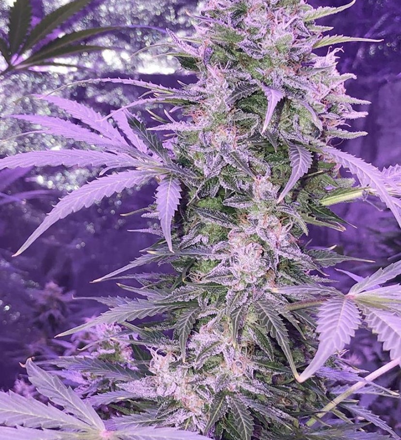 Seed Stockers Amnesia Auto - Discount Cannabis Seeds
