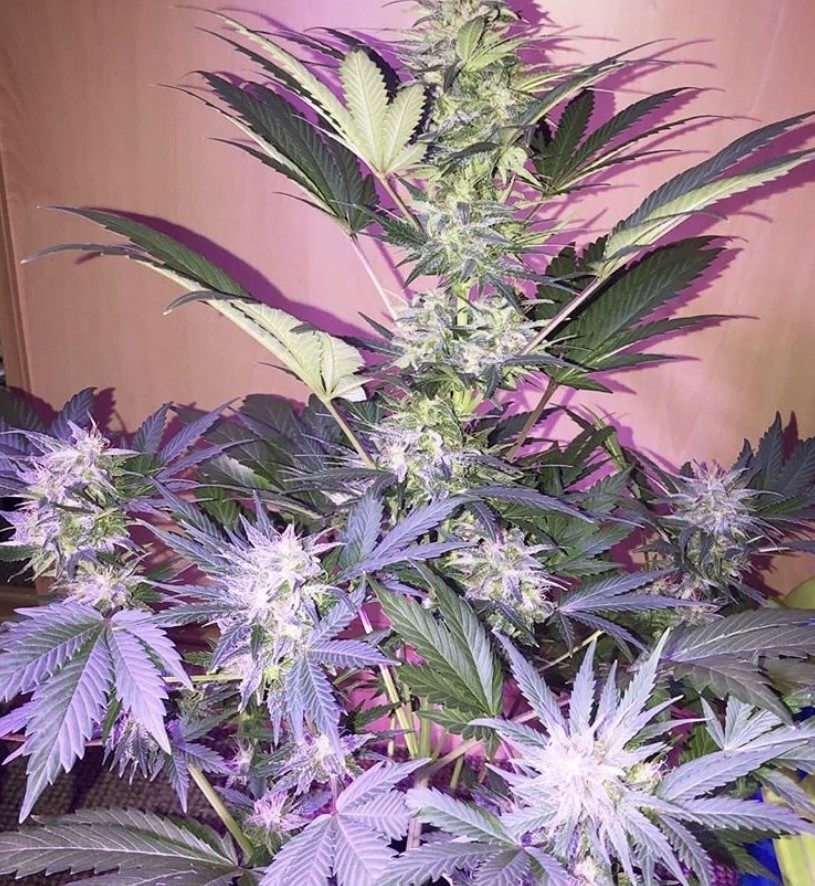 Seed Stockers Amnesia Auto - Discount Cannabis Seeds