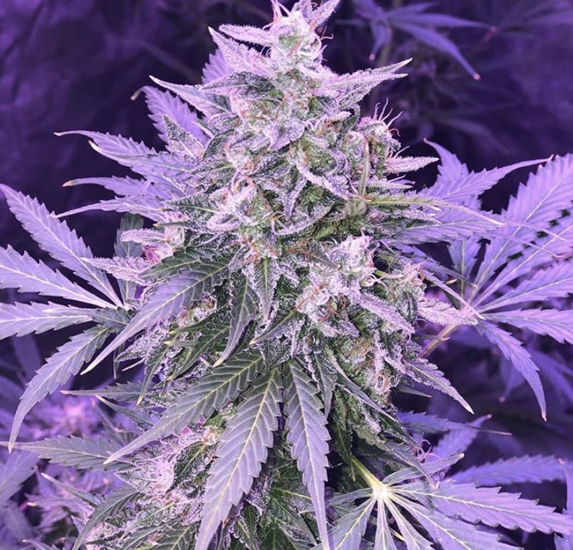 Seed Stockers Amnesia Auto - Discount Cannabis Seeds