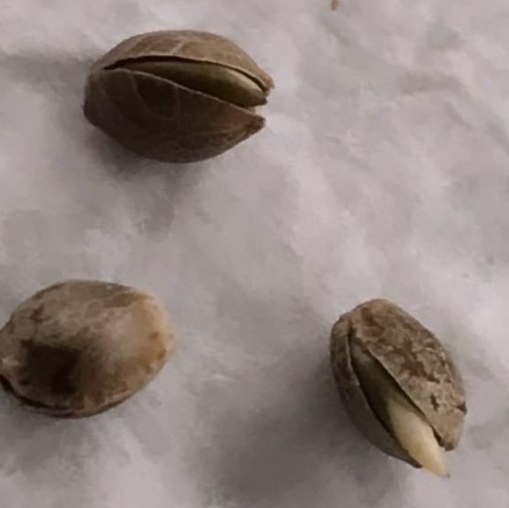 Big Bud - Seed Stockers - Discount Cannabis Seeds