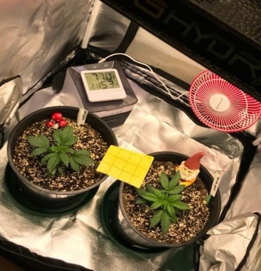 Big Bud  - Seed Stockers - Discount Cannabis Seeds