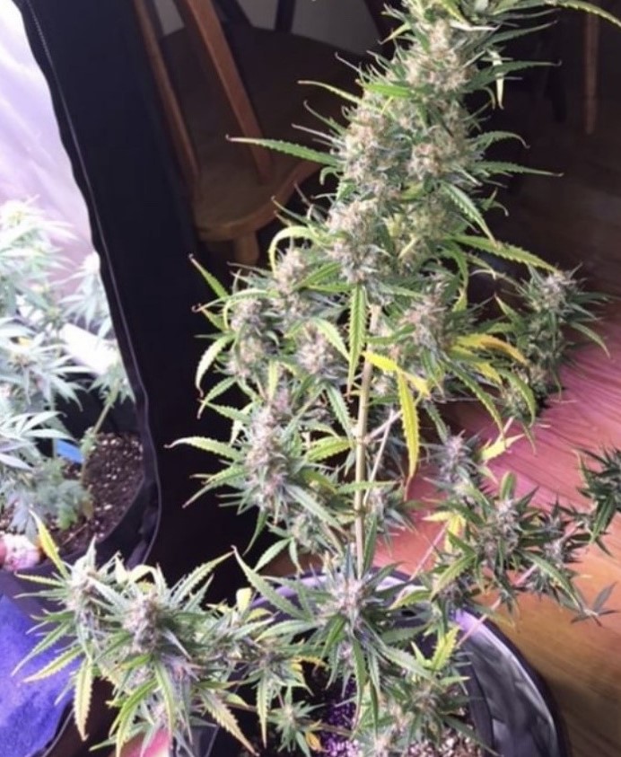 Big Bud - Seed Stockers - Discount Cannabis Seeds