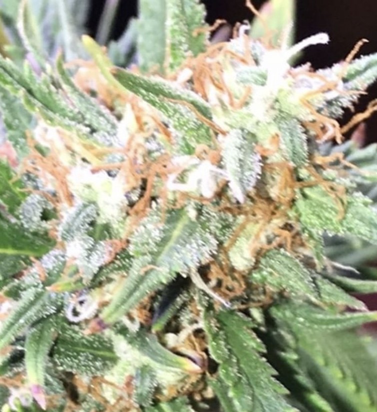 Big Bud - Seed Stockers - Discount Cannabis Seeds
