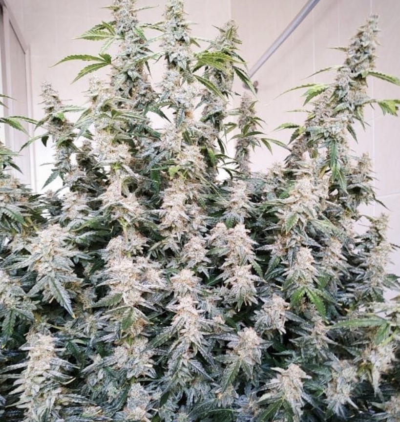 Seed Stockers Northern Lights Auto from Discount Cannabis Seeds