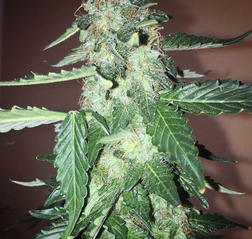 Seed Stockers Northern Lights Auto from Discount Cannabis Seeds
