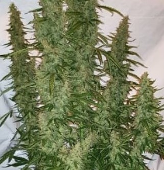 Seed Stockers Sticky Fingers Auto - Discount Cannabis Seeds