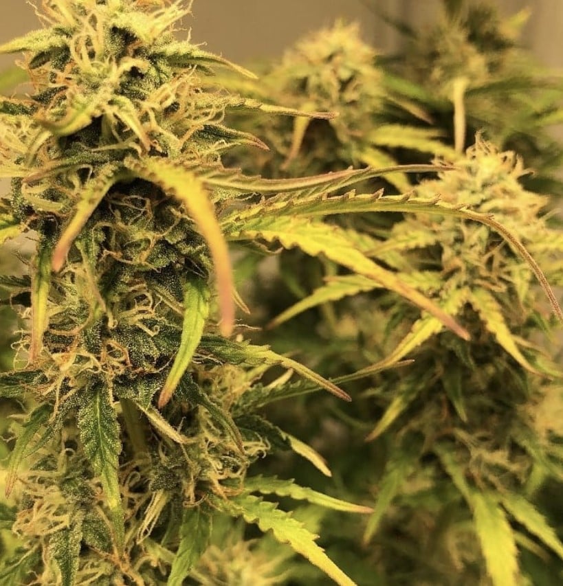 Seed Stockers Sticky Fingers Auto - Discount Cannabis Seeds