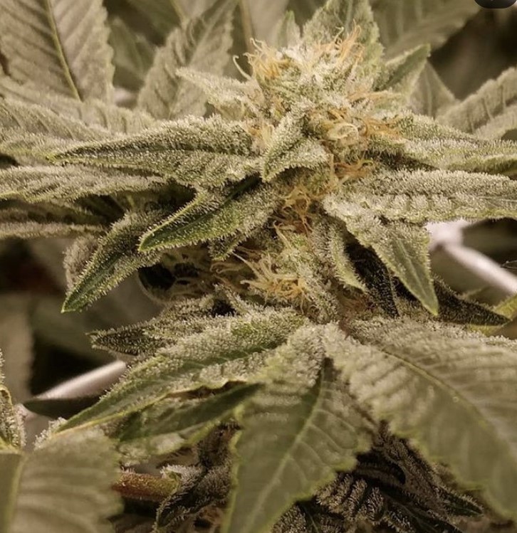 Seed Stockers Sticky Fingers Auto - Discount Cannabis Seeds