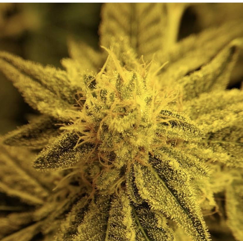Seed Stockers Sticky Fingers Auto - Discount Cannabis Seeds
