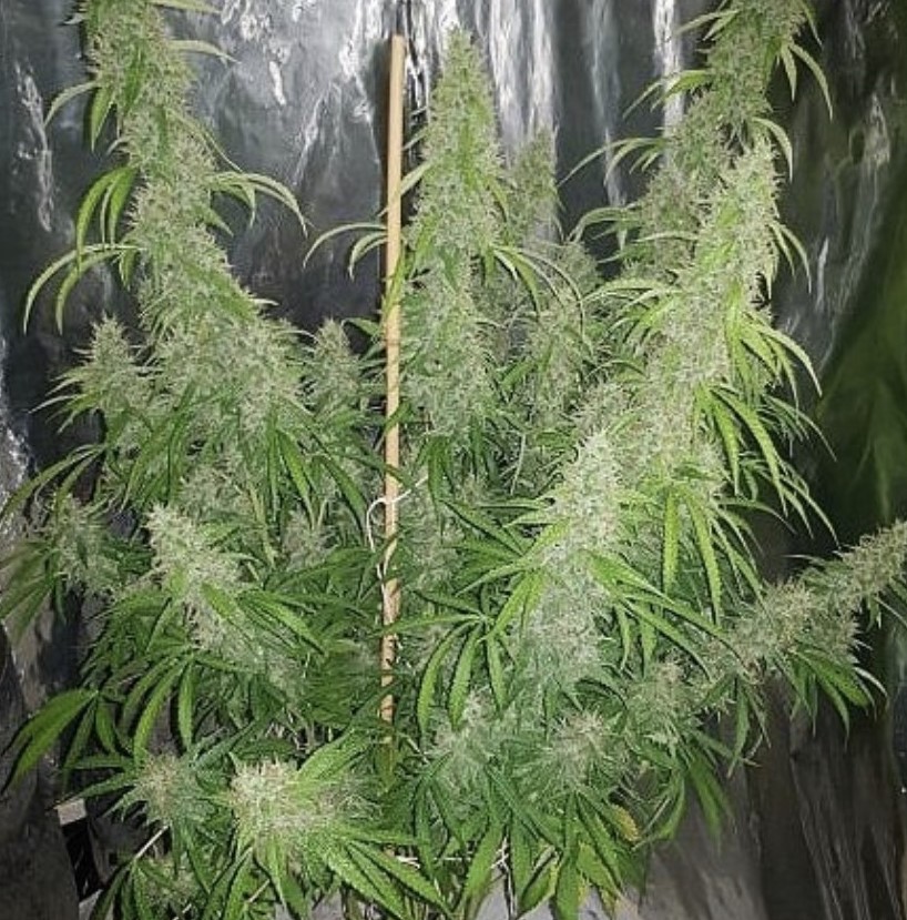 Seed Stockers White Widow Auto - Discount Cannabis Seeds