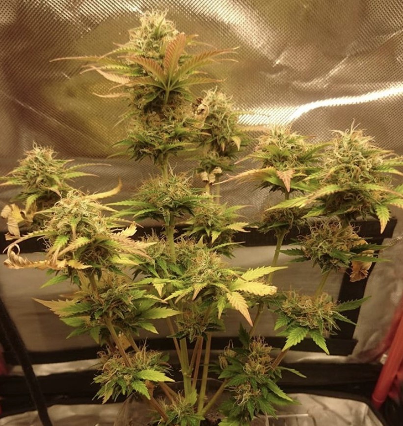 Seed Stockers White Widow Auto - Discount Cannabis Seeds
