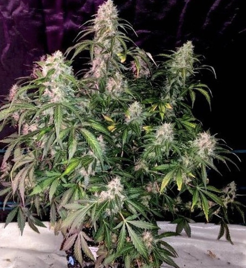 Seed Stockers White Widow Auto - Discount Cannabis Seeds