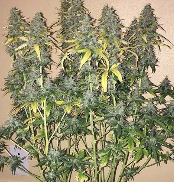 Seed Stockers White Widow Auto - Discount Cannabis Seeds