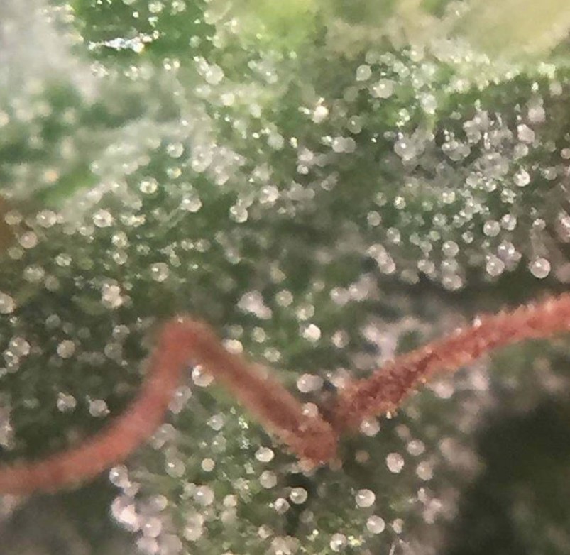 Seed Stockers White Widow Auto - Discount Cannabis Seeds