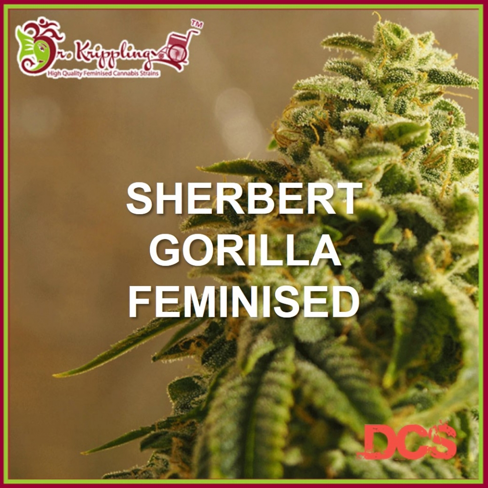 Sherbert Gorilla - Dr Krippling - Discount Cannabis Seeds