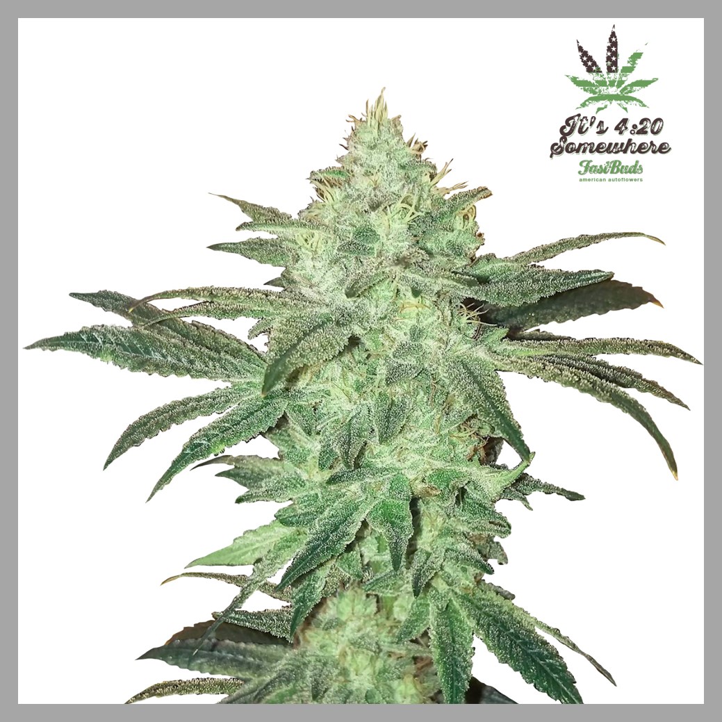 Stardawg -Fast Buds - Discount Cannabis Seeds