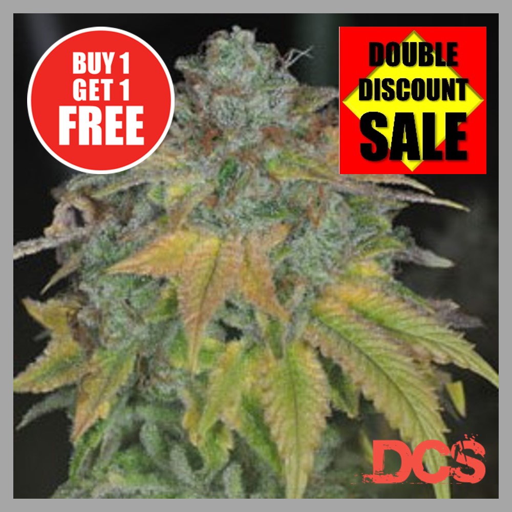 Stardawg - Discount Cannabis Seeds