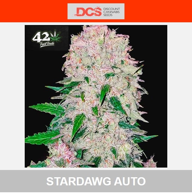 Stardawg Auto - Fast Buds - Discount Cannabis Seeds