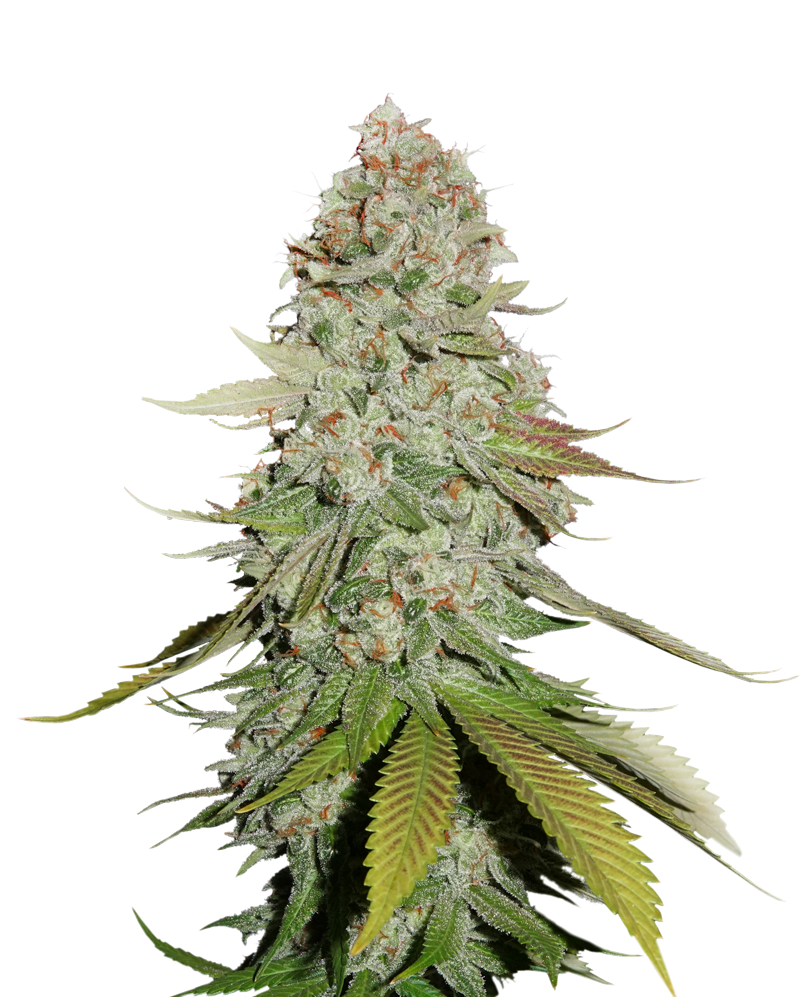 Sticky Monkey GG#4 | Discount Cannabis Seeds