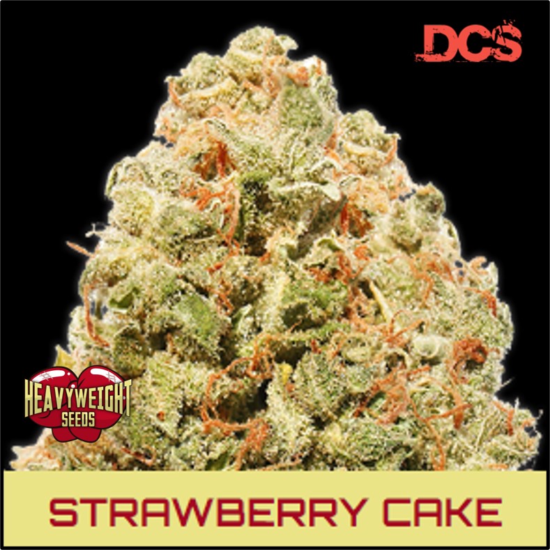 Strawberry Cake - Feminised Cannabis Seeds | Heavyweight Seeds