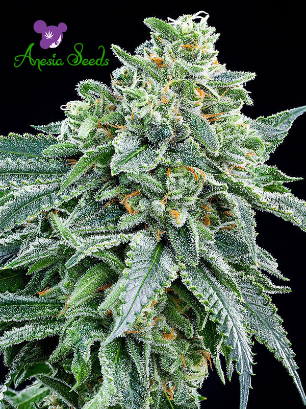 Anesia Seeds Strawberry Tree from Discount Cannabis Seeds
