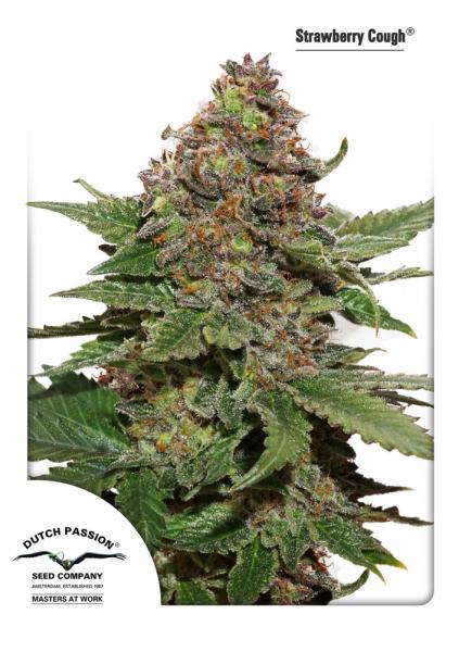 Strawberry Cough - Discount Cannabis Seeds