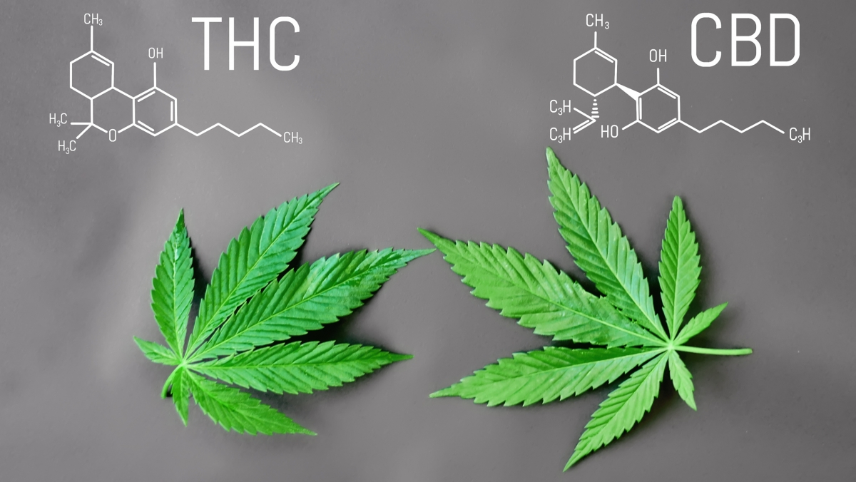 Discover the Domination of THC with Discount Cannabis Seeds.