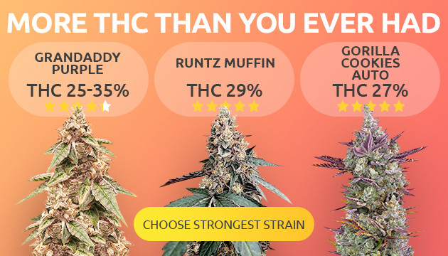 Cannabis Seeds with High THC Levels Available Exclusively with Us.