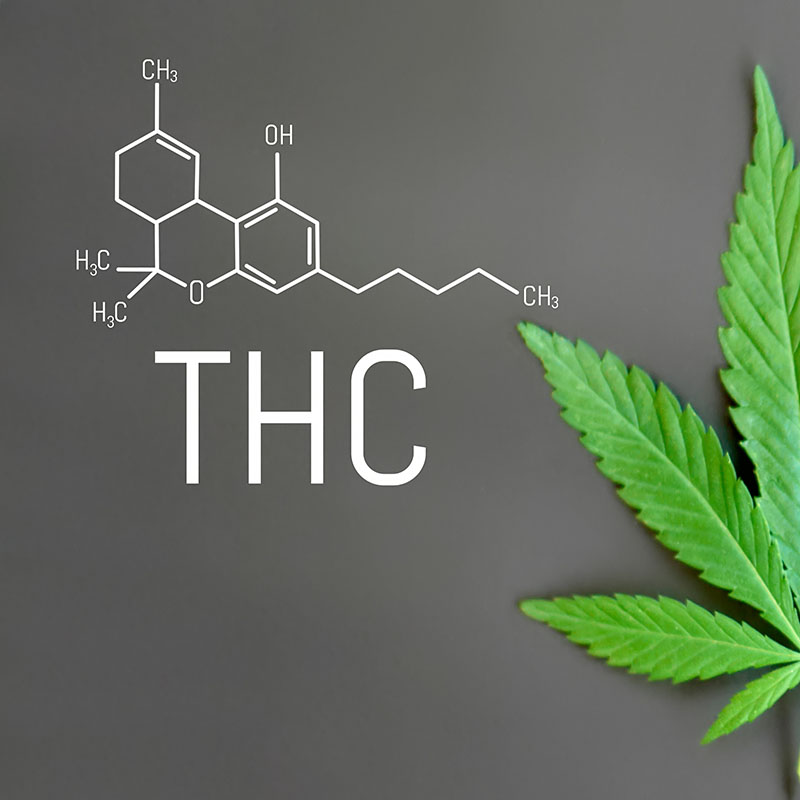 Explore the Strongest THC Cannabis Seeds at Discount Cannabis Seeds
