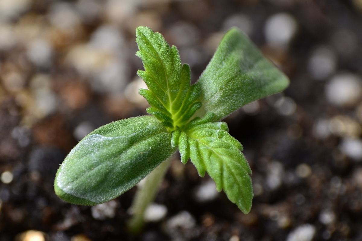  Main Types of Cannabis Seeds: Regular Feminized and Autoflowering