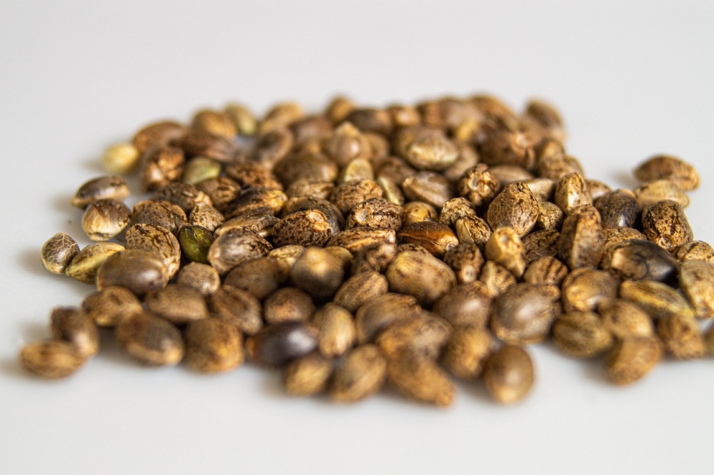 A Guide to Cannabis Seeds and Their Importance.