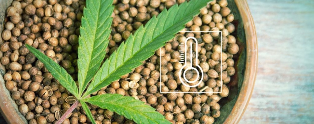 Uncover the Top Cannabis Seeds Strains to Beat the Summer Heat/