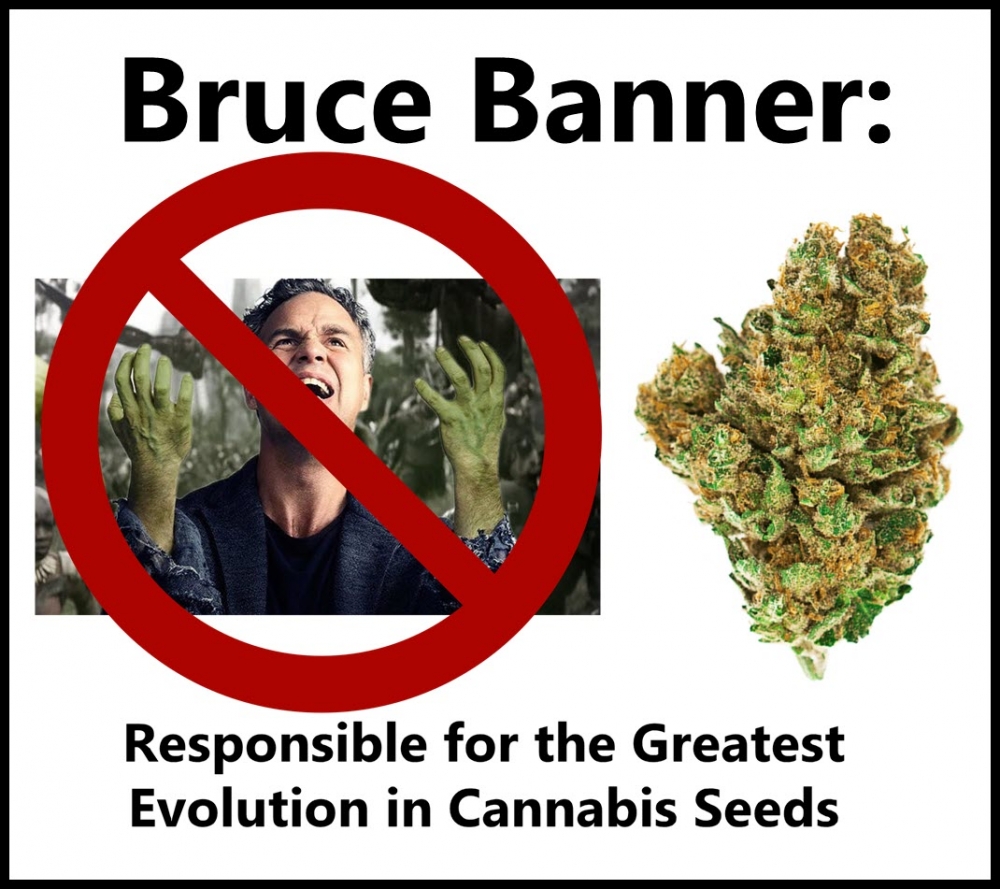 Discover the Bruce Banner Top Strains at Discount Cannabis Seeds.