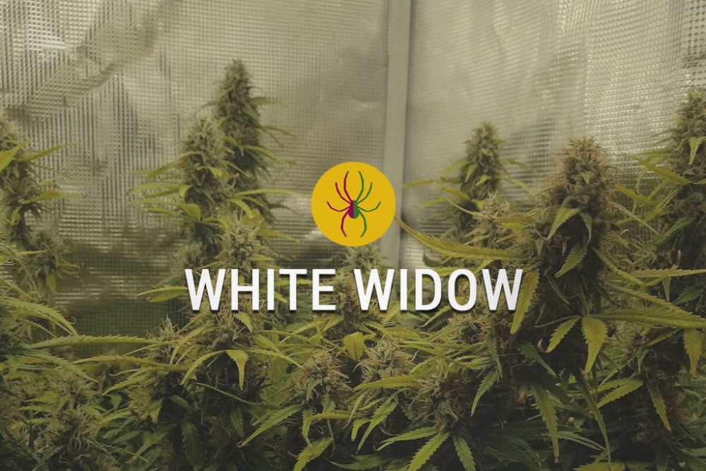 Unlocking the Power of White Widow x Big Bud Cannabis Seeds