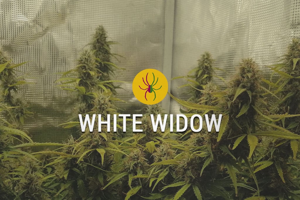 Unlocking the Power of White Widow x Big Bud Cannabis Seeds.