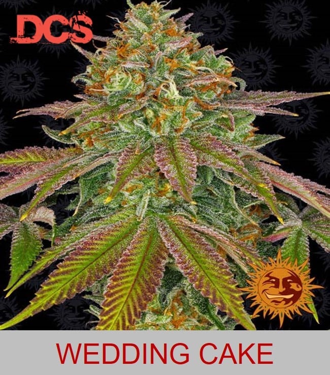 Barney's Farm Wedding Cake - Discount Cannabis Seeds